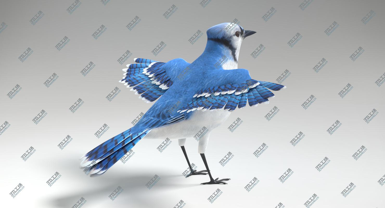 images/goods_img/202104022/Blue Jay Animated 3D model/3.jpg